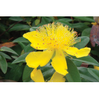 Hypericum calycinum 72