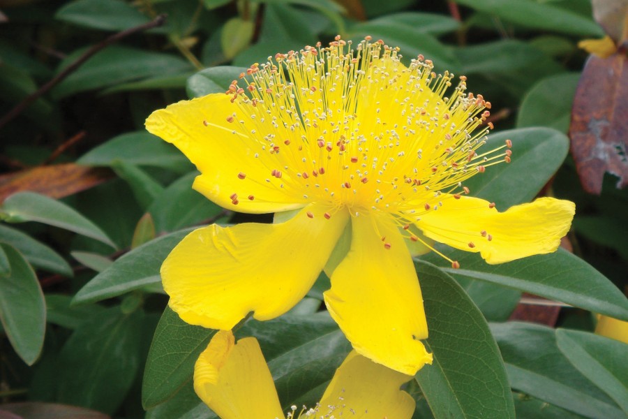 Hypericum calycinum 21