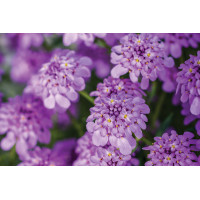Iberis Mermaid Lavender 21 Iberis Mermaid Lavender 21