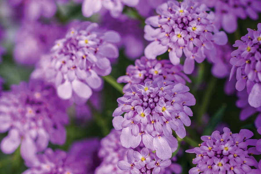 Iberis Mermaid Lavender 72 Iberis Mermaid Lavender 72