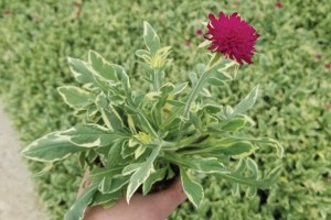 Knautia