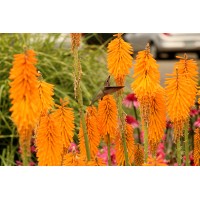 Kniphofia Mango Popsicle 72