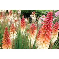 Kniphofia Orange Vanilla Popsicle 21