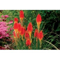 Kniphofia Papaya Popsicle 72