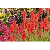 Kniphofia Redhot Popsicle 21