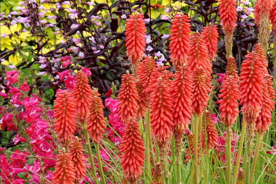 Kniphofia Redhot Popsicle 21