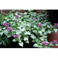 Lamium Purple Dragon 21