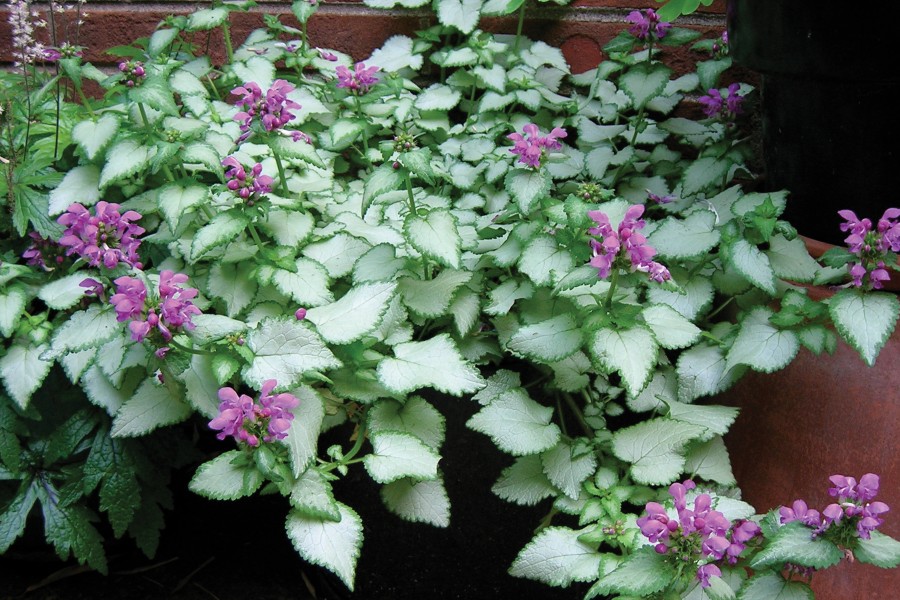 Lamium Purple Dragon 72