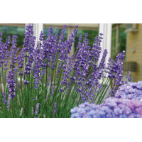 Lavender Big Time Blue 72