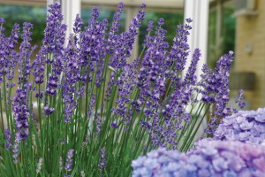 Lavender Big Time Blue 72