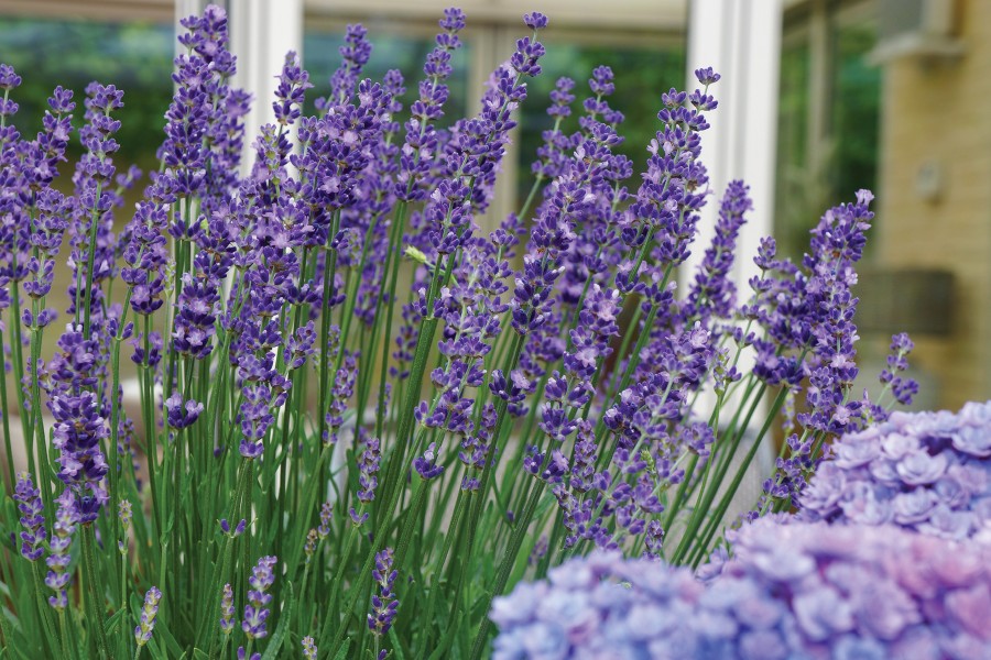 Lavender Big Time Blue 72-V