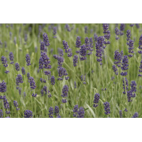 Lavender Hidcote 72