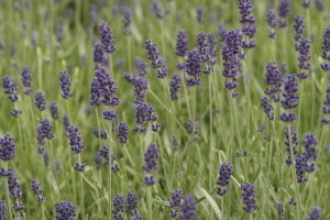 Lavender Hidcote 72-V