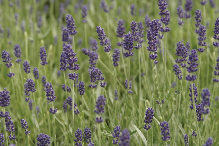 Lavender Hidcote 72-V