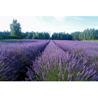 Lavender Phenomenal! 21