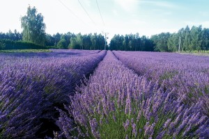 Lavender