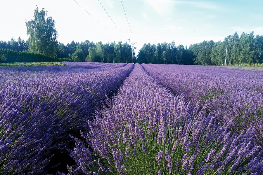 Lavender Phenomenal! 21-V