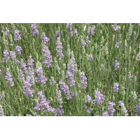 Lavender Provence 21