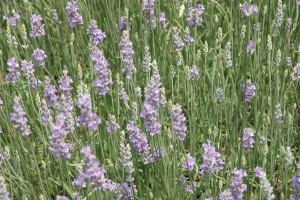 Lavender Provence 21
