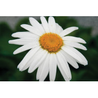 Leucanthemum Becky 72