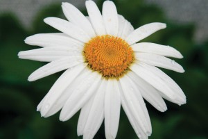 Leucanthemum