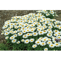 Leucanthemum Snowcap 72