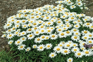 Leucanthemum Snowcap 21