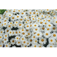 Leucanthemum Whoops-A-Daisy 21