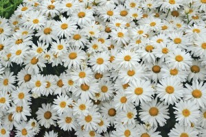 Leucanthemum Whoops-A-Daisy 21