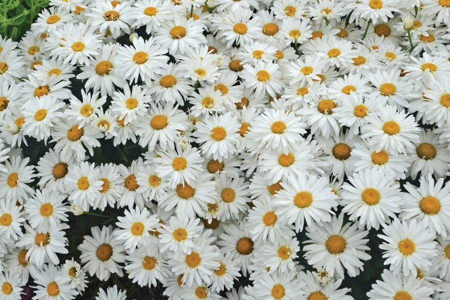 Leucanthemum Whoops-A-Daisy 72