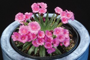 Lewisia