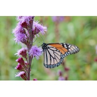 Liatris Butterfly Magnet 21