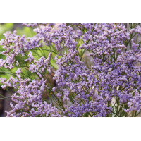 Limonium Dazzle Rocks 50