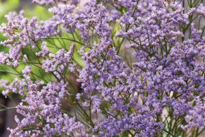 Limonium