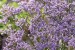 Limonium Dazzle Rocks 21