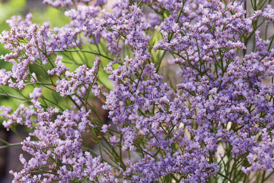 Limonium Dazzle Rocks 21