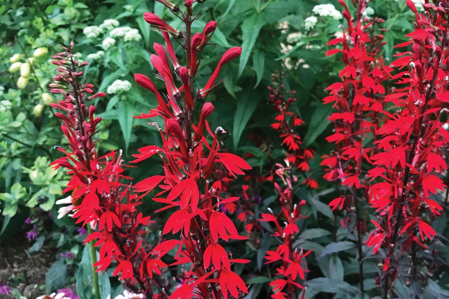 Lobelia Black Truffle 72