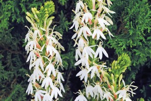 Lobelia White Cardinal 21