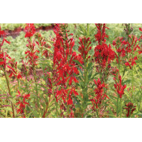 Lobelia cardinalis 72