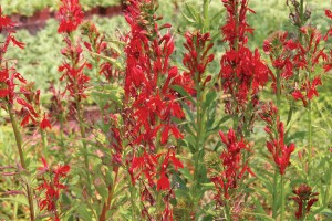 Lobelia cardinalis 21