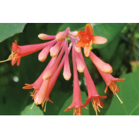 Lonicera Major Wheeler 50