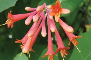 Lonicera