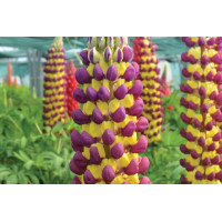 Lupine Westcountry Manhattan Lights 50