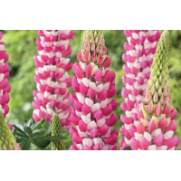 Lupine Westcountry Rachel de Thame 21