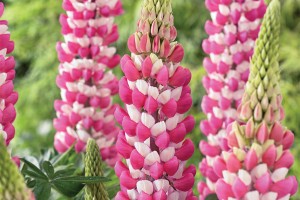 Lupine Westcountry Rachel de Thame 21