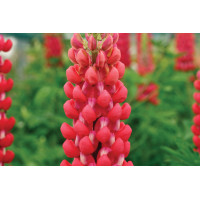 Lupine Westcountry Red Rum 50-V