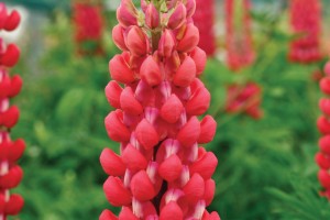 Lupine Westcountry Red Rum 21