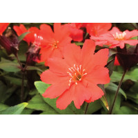 Lychnis Lipstick 21