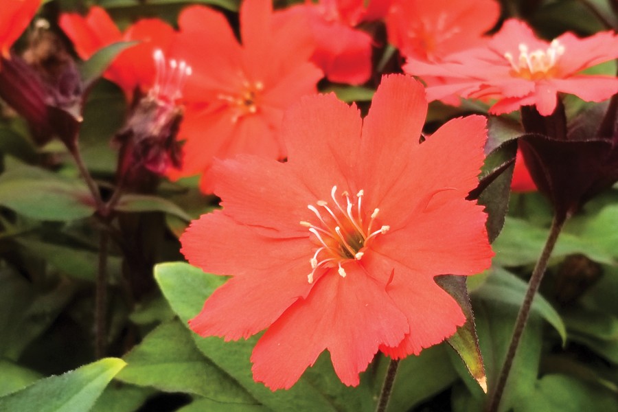 Lychnis Lipstick 72