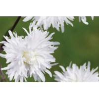 Lychnis Petite Henri 21